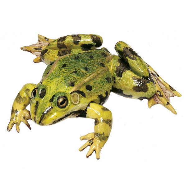 Edible Frog, Male Somso ZoS 1023