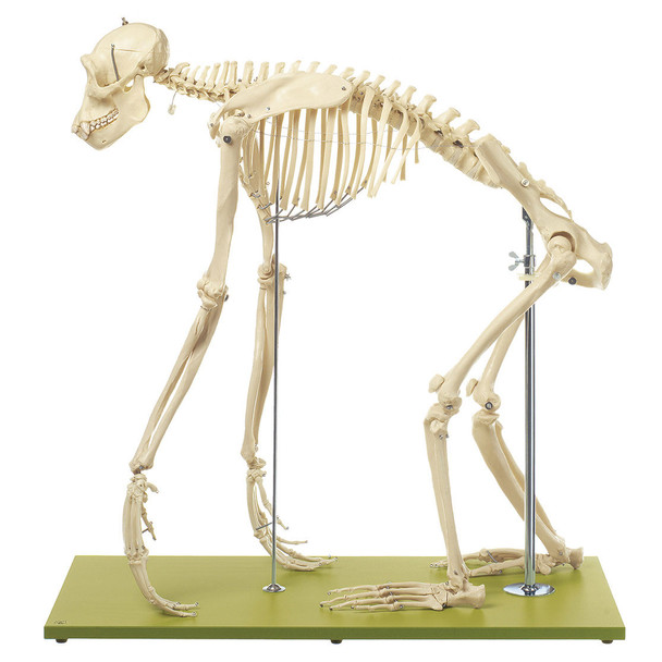 Artificial Skeleton of Chimpanzee Somso ZoS 53/110