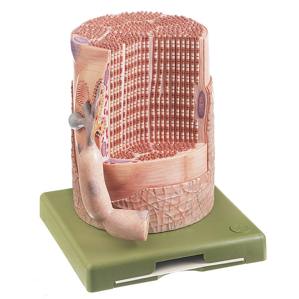 Transversely Striated Muscular Fibre with Motor End Plate Somso Bs 36