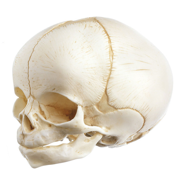 Artificial Skull of a Newborn, 2 parts Somso Qs 3/E