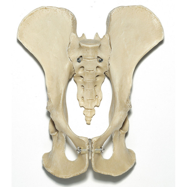 Artificial Pelvis of a Chimpanzee Somso ZoS 53/116