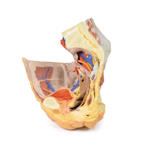 Female right pelvis superficial and deep structures - 3D Printed Cadaver