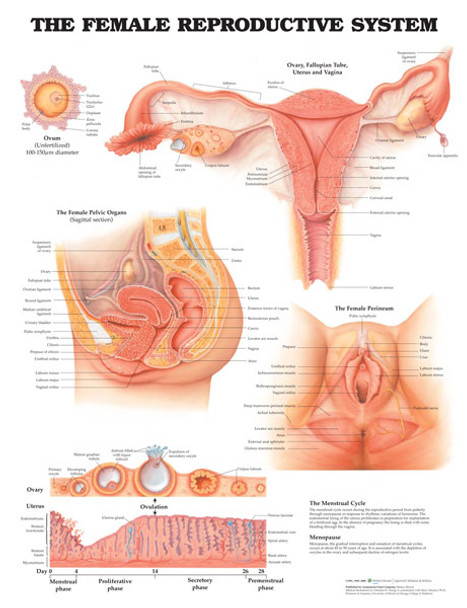 The Female Reproductive chart