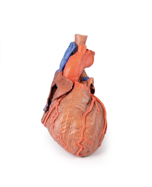 Heart and the distal trachea, carina and primary bronchi - 3D Printed Cadaver