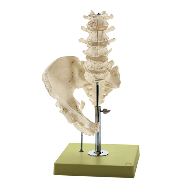 Lumbar Spinal Column - with Innervation | Somso Qs 66/3