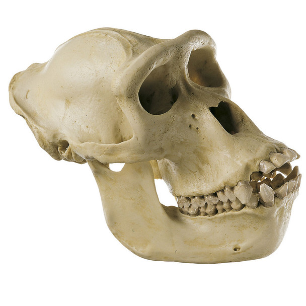 Gorilla Skull 1 Somso ZoS 51