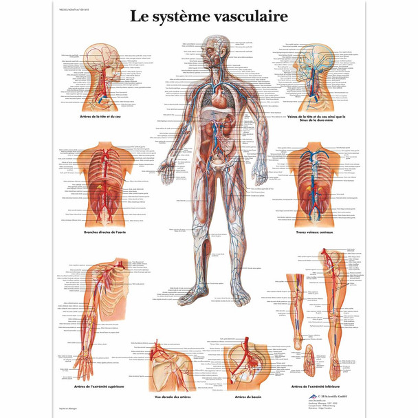 Le Systeme Vasculaire