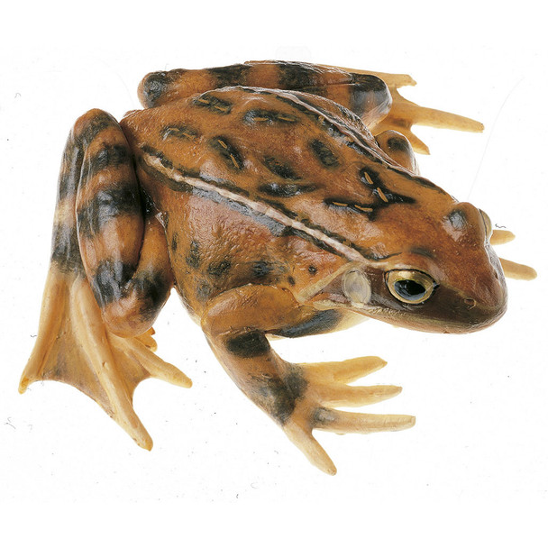 Common Frog, Female Somso ZoS 1018