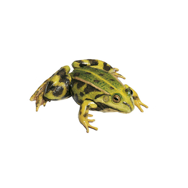 Edible Frog, Female Somso ZoS 1024