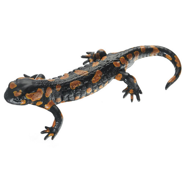 Fire Salamander, red variety, Male Somso ZoS 1001/RV