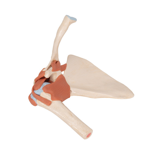 Deluxe Functional Shoulder Joint | 3B Scientific A80/1