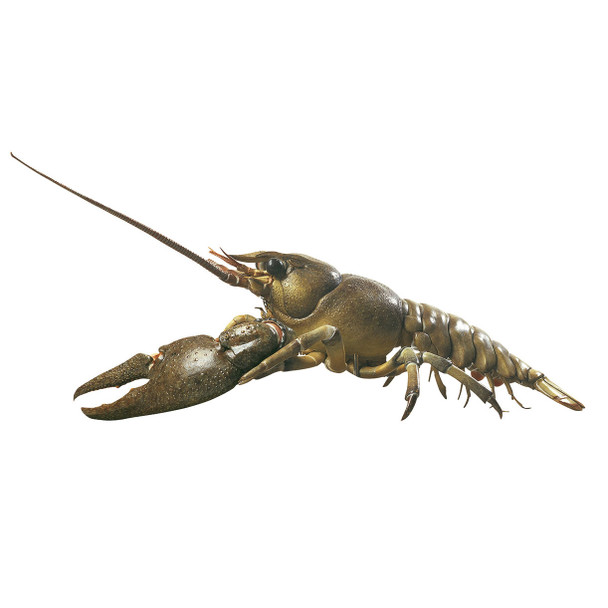 Crayfish or Precious Crayfish Somso ZoS 118
