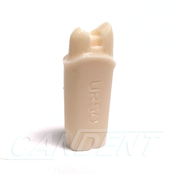 Preprepared Tooth - 1.5 Crown - UR50