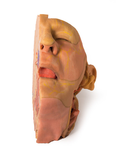 Head and Neck Replica - 3D Printed Cadaver