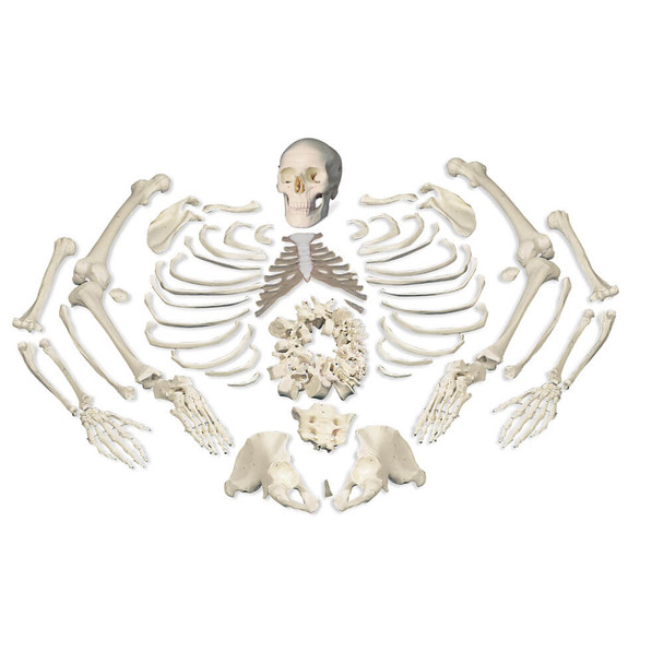 Disarticulated Full Human Skeleton with 3 part Skull