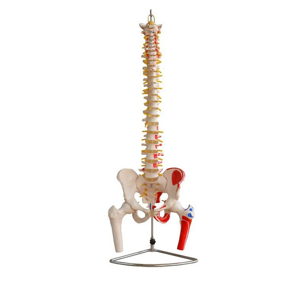 Value Flexible Spine with Painted Muscle Inertions and Origins, Femur Heads and Stand
