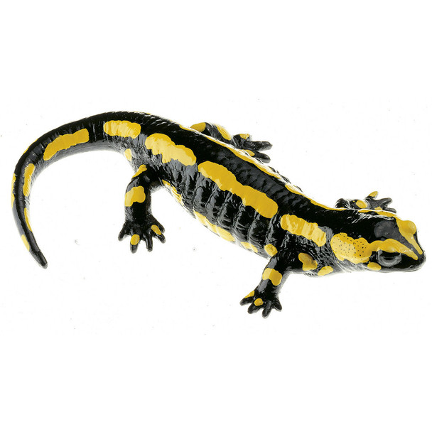 Striped Fire Salamander, Female Somso ZoS 1003/1