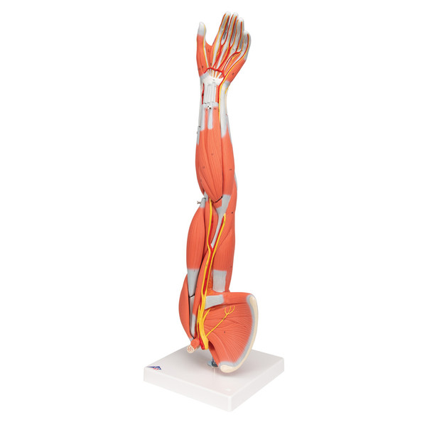 Dissectable Muscled Arm, 6 parts | 3B Scientific M10