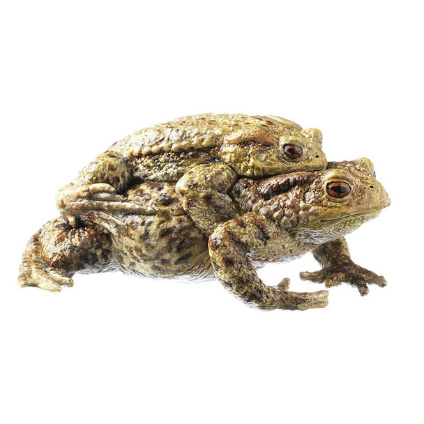 Common Toad, Bufo bufo - pair in amplexus Somso ZoS 1013/2