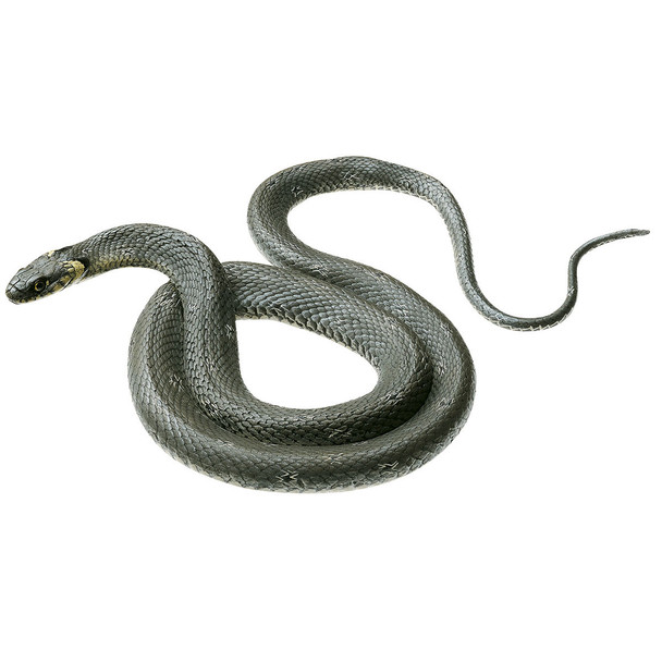 Grass Snake, Female Somso ZoS 1033