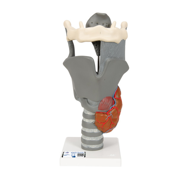 Functional Larynx | 3B Scientific G20