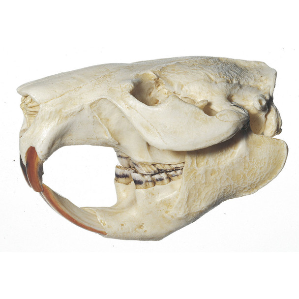 Beaver Skull Somso ZoS 53/20