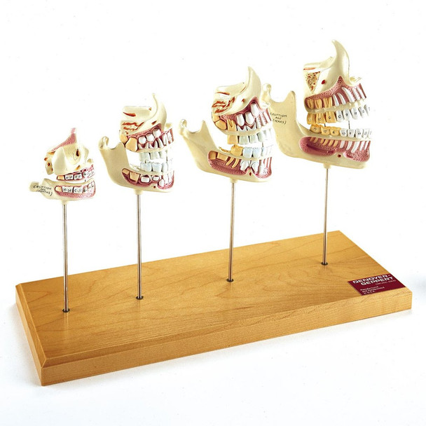 Teeth And Jaw Development - Denoyer Geppert