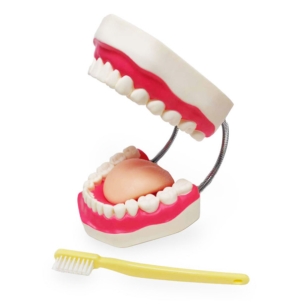 Enlarged Dental Care Model