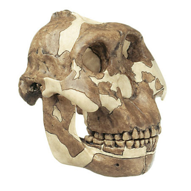 Reconstruction of a Skull of Paranthropus boisei | Somso S1