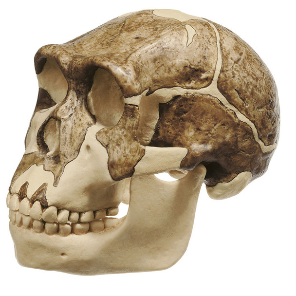 Reconstruction of a Skull of Homo erectus | Somso S 2