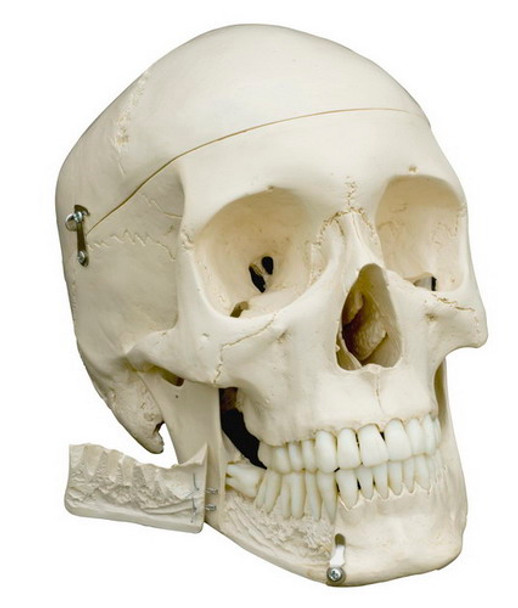 Skull with teeth for extraction, 4-part