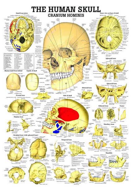 The Human Skull, Cranium Hominis