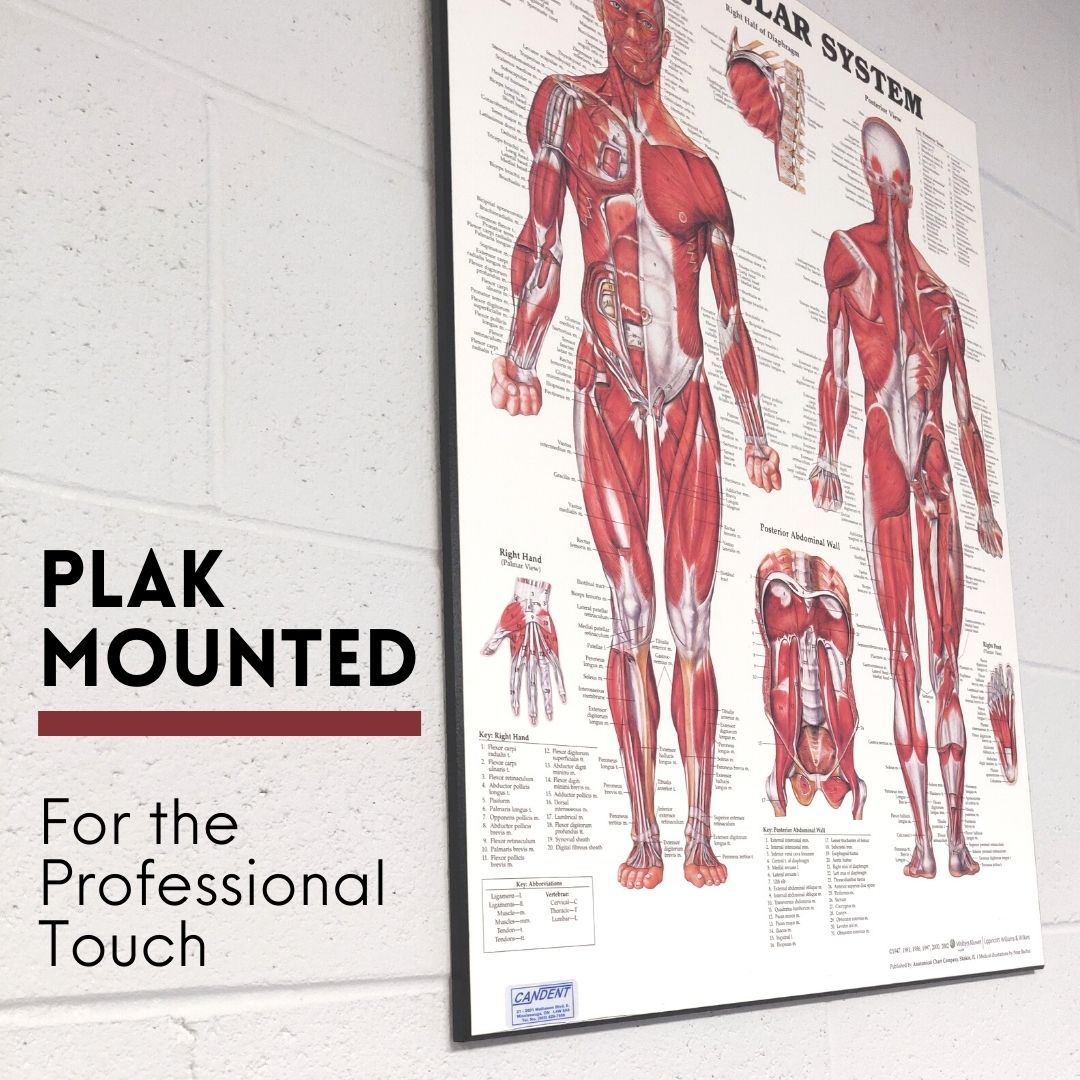 Plak Mounted Charts