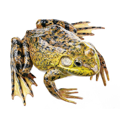 American Bullfrog, Male