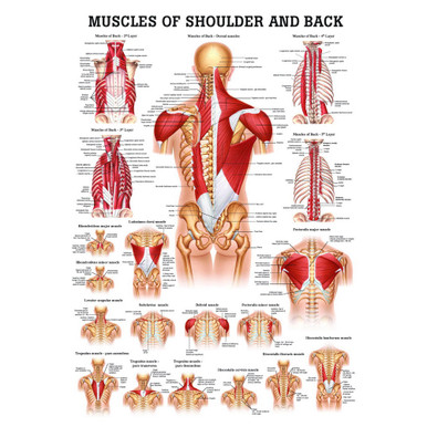 Muscles of the Shoulder and Back