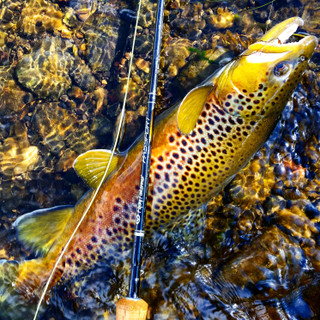 Thumbnail 10: Flying Fisherman Passport 6WT Light Fly Rod 