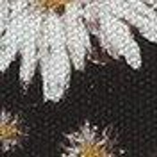 Thumbnail 8: Black Daisy