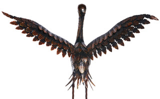 Thumbnail 4: RUST/COPPER