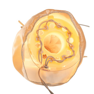 Thumbnail 8: Ivory