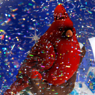 Thumbnail 2: RED