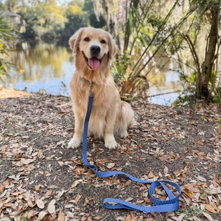 Thumbnail 5: Carolina Pet Company Checkered Wave Pet Leash 