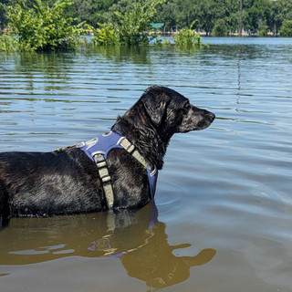 Thumbnail 16: Body Glove  Cooling Padded Harness 