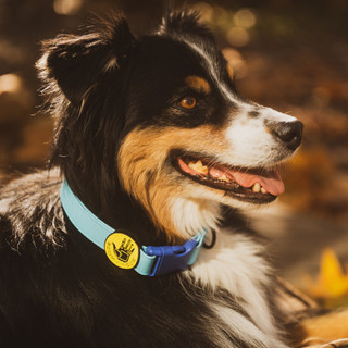 Thumbnail 9: Body Glove  Biothane Pet Collar 