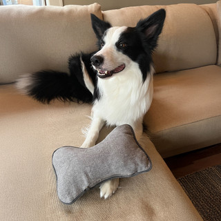 Thumbnail 3: Carolina Pet Company GreenDog Pet Bone Pillow 