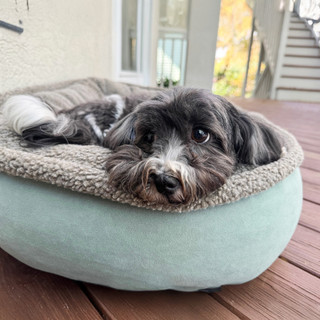 Thumbnail 13: Carolina Pet Company Microfiber Comfy Cup Pet Bed 