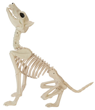 Thumbnail 2: Magical Season 14x25 Halloween Wolf Skeleton Home Accent 