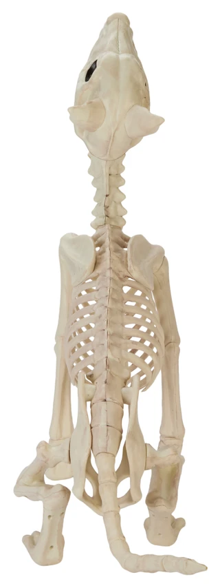 Thumbnail 3: Magical Season 14x25 Halloween Wolf Skeleton Home Accent 