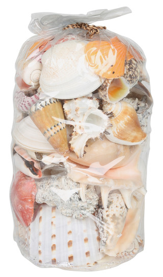 Thumbnail 1: Contrast 10x5 Sea Shell Home Accent Bag 