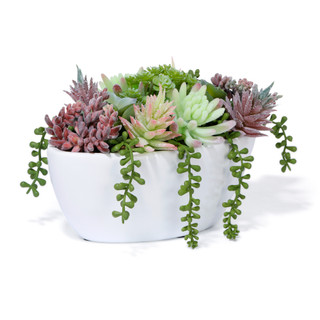 Thumbnail 2: Da Direct Decorative Mixed Succulent Plant 
