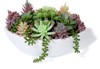 Thumbnail 3: Da Direct Decorative Mixed Succulent Plant 